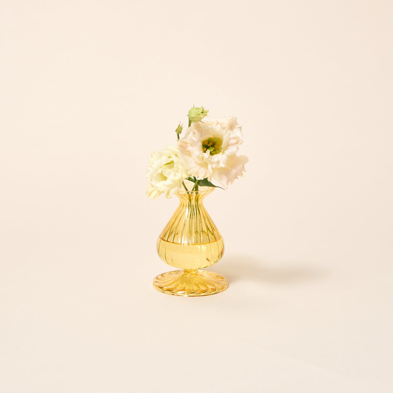 Daffodil