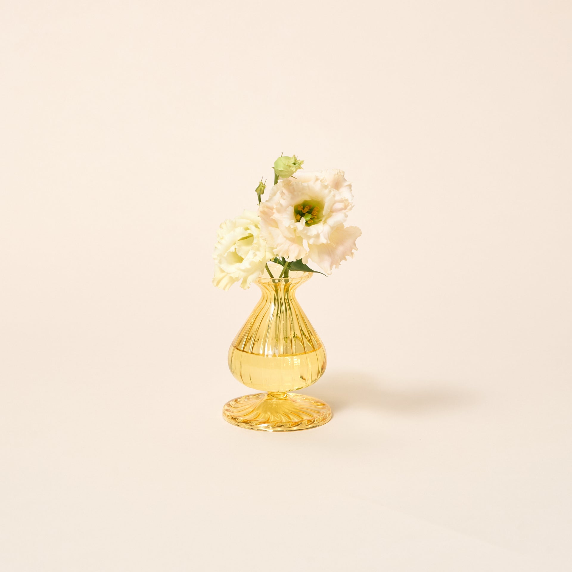 Daffodil